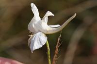 Delphinium ajacis