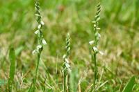 Spiranthes spiralis