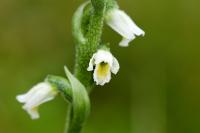 Spiranthes spiralis