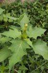 Datura stramonium
