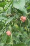 Euonymus europaeus