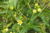 Bryonia dioica