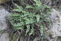 Asplenium trichomanes