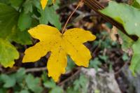 Acer campestre