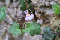 Cymbalaria muralis