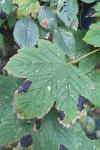 Acer pseudoplatanus