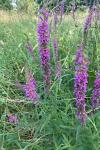 Lythrum salicaria