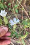 Silene latifolia