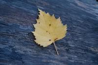 Betula pendula
