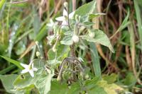 Solanum nigrum