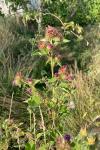 Arctium minus