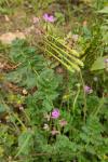 Erodium cicutarium