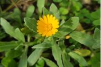 Calendula arvensis