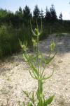 Dipsacus fullonum