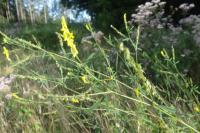 Melilotus officinalis