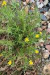 Senecio inaequidens