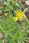 Senecio inaequidens