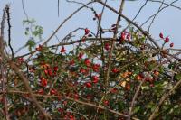 Rosa canina