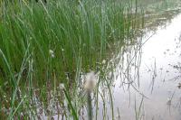 Eleocharis palustris