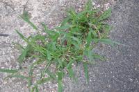 Setaria verticillata