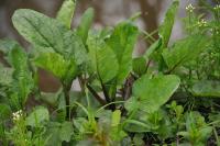 Scrophularia auriculata
