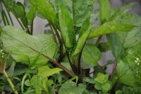 Scrophularia auriculata