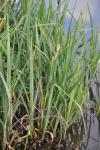 Carex riparia