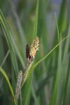 Carex riparia