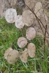 Lunaria annua