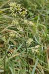 Dactylis glomerata