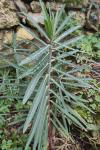 Euphorbia lathyris
