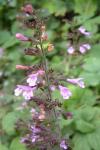 Clinopodium nepeta