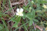 Potentilla montana