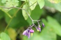 Solanum dulcamara