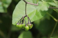 Solanum dulcamara