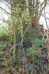 Helleborus foetidus
