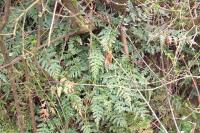 Asplenium adiantum-nigrum