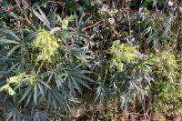 Helleborus foetidus