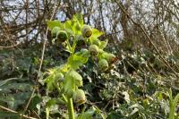 Helleborus foetidus