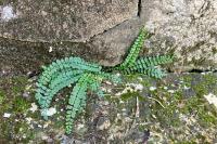 Asplenium trichomanes