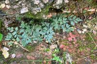 Asplenium ruta-muraria