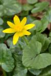 Ficaria verna