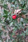 Ruscus aculeatus