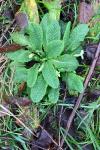 Primula vulgaris