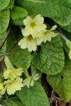 Primula vulgaris