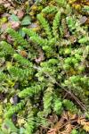 Sedum acre