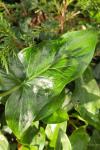 Arum maculatum