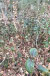 Teucrium scorodonia