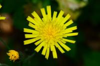 Hieracium laevigatum