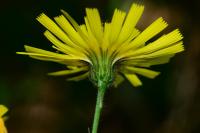 Hieracium laevigatum